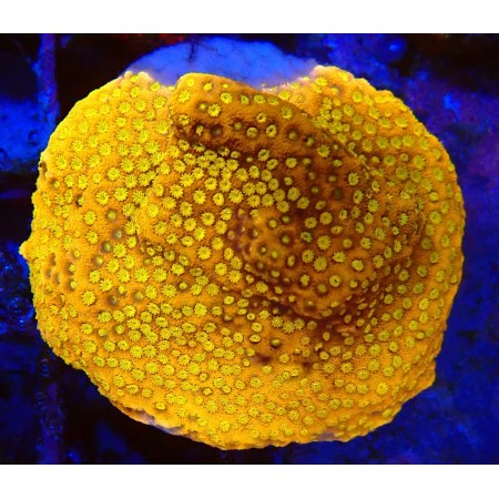 Montipora Special WYSIWYG (1755875757164)