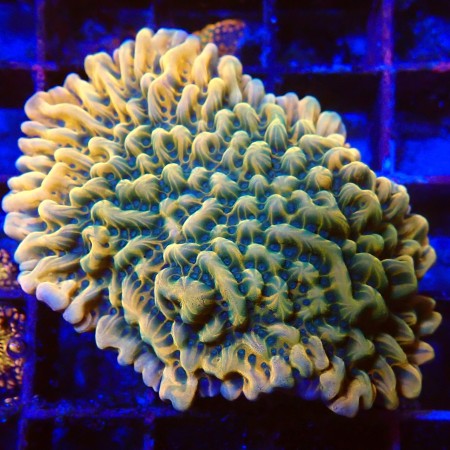 Montipora Special WYSIWYG (1755875772017)