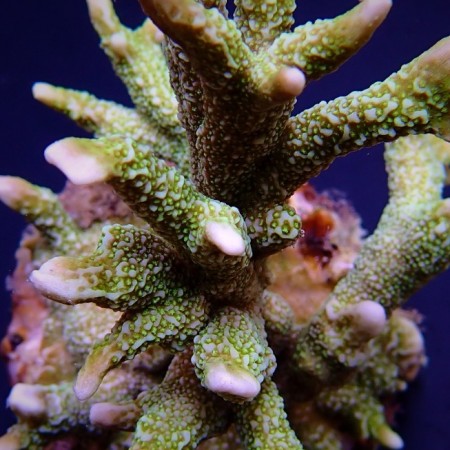 Montipora stellata Green Frag (Ong. 2-3 cm)