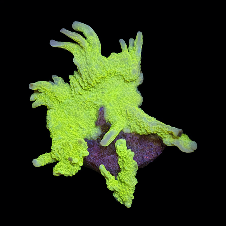 Montipora stellata Ultra Green Frag (Ong. 2-3 cm) WYSIWYG (1773438563913)