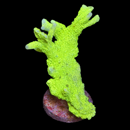 Montipora stellata Ultra Green Frag (Ong. 2-3 cm) WYSIWYG (1773438568279)