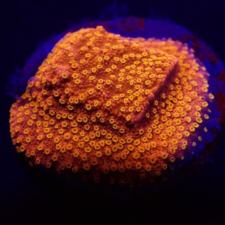 Montipora Sunburst