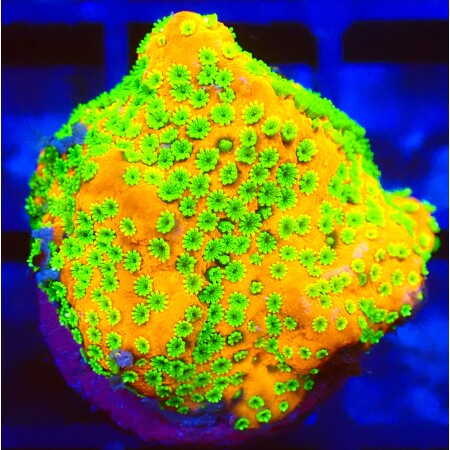 Montipora Sunset WYSIWYG (1767815509153)