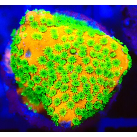 Montipora Sunset WYSIWYG (1767815533721)