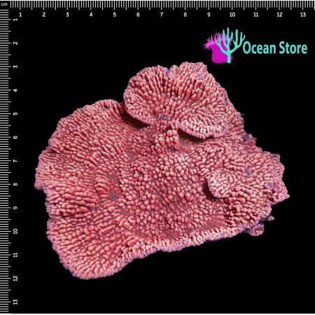 Montipora Tropicana Twister WYSIWYG