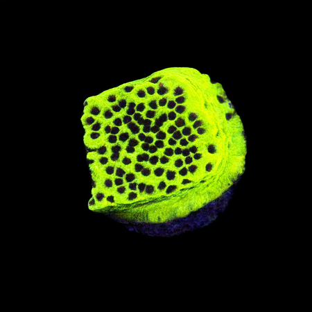 Montipora Ultra Yellow / Special Frag (Approx. 2-3 cm) WYSIWYG (1772913435649)