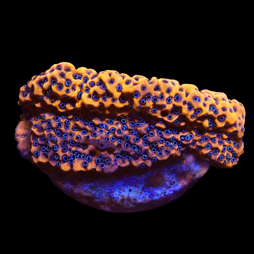 Montipora WWC Dragon Fruit Frag (Approx. 2-3 cm) WYSIWYG (1771141055056)