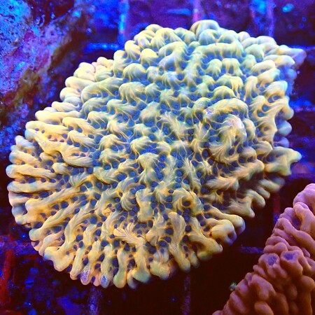Montipora WYSIWYG (1759518959683)