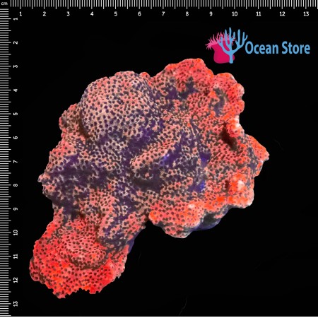 Montipora WYSIWYG