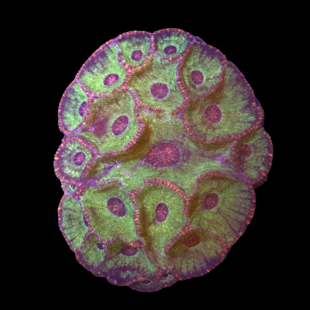 Moselya latistellata XL (Mong. 10-12 cm) WYSIWYG (1784405970769)
