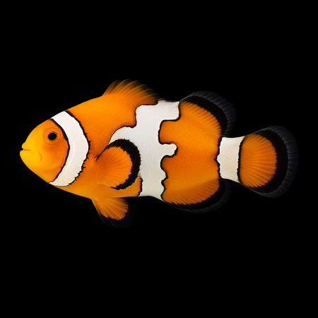 mphiprion ocellaris (Snowflake) - DJM Bred