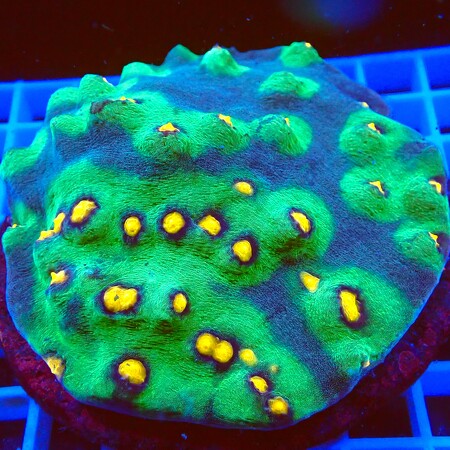 Mycedium Elephantotus WYSIWYG (1761940939968)