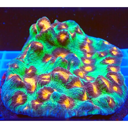 Mycedium Elephantotus WYSIWYG (1761940942985)