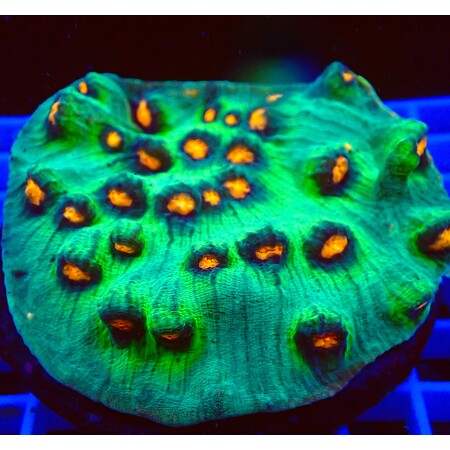 Mycedium Elephantotus WYSIWYG (1761940946968)