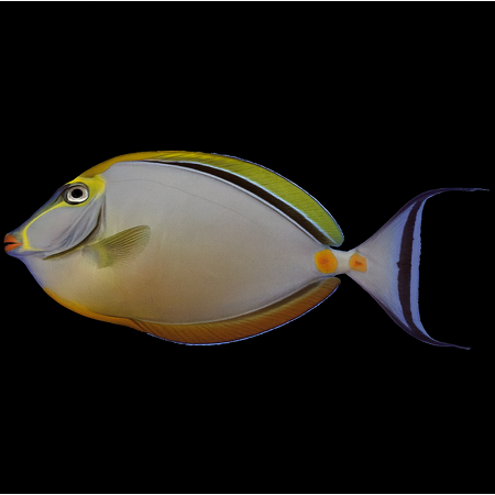 Naso elegans – Elegant Unicornfish
