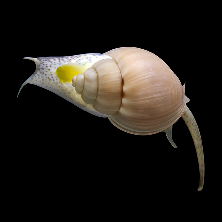 Nassarius grephiterus (Mud snail)