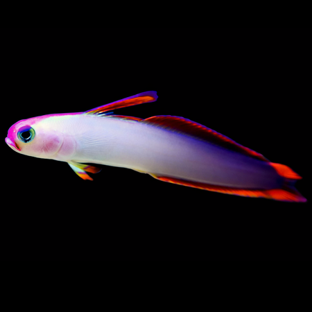 Nemateleotris decora (Purple firefish)