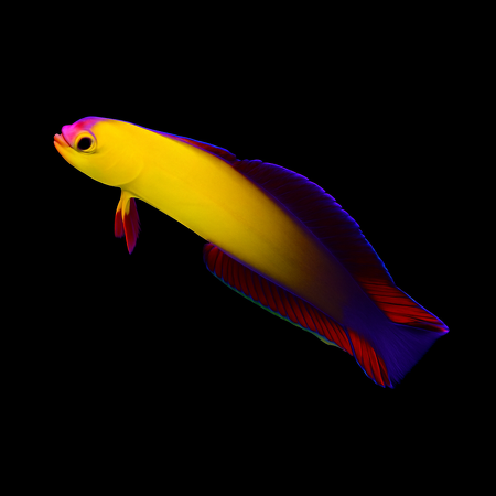Nemateleotris exquisita (Exquisita Firefish)
