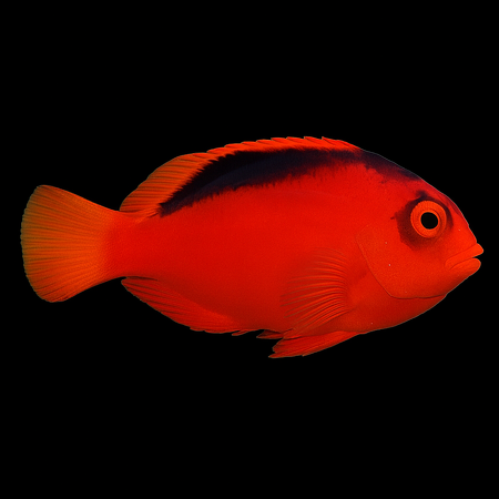 Neocirrhites armatus – Flame Hawkfish