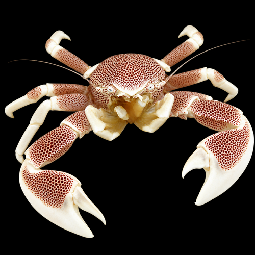 Neopetrolisthes maculatus