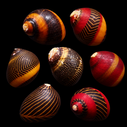 Neritina waigiensis