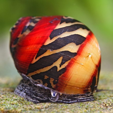 Neritina waigiensis (Rode renslak)