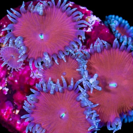 Nuclear Death Palys Red S (Approx. 10 polyps)