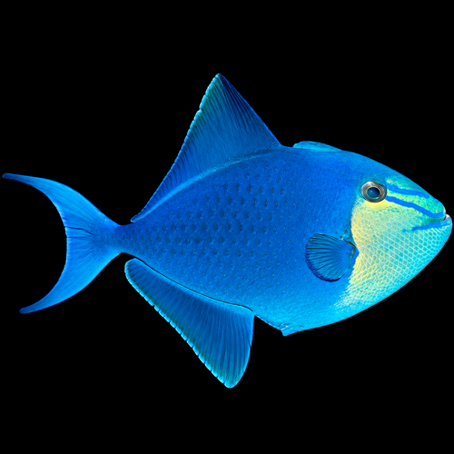 Odonus niger (Red-toothed Triggerfish)