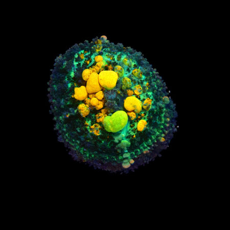 OG Bounce Mushroom Frag (Ong. 2-3 cm) WYSIWYG (1774289510940)