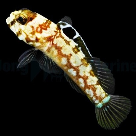 Opistognathus dendriticus (Dendritic Jawfish)