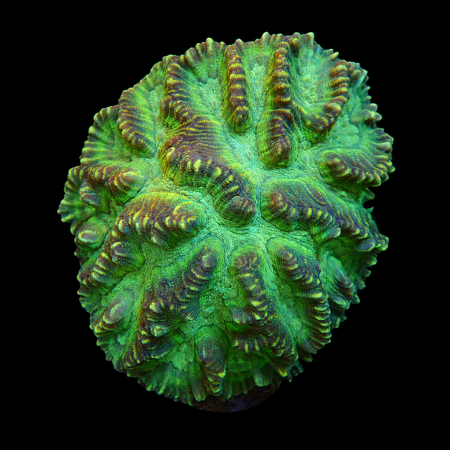 Oulophyllia L (Ong. 8-9 cm) WYSIWYG (1775972622290)