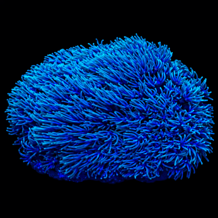 Pachyclavularia Violacea WYSIWYG (1770758474524)