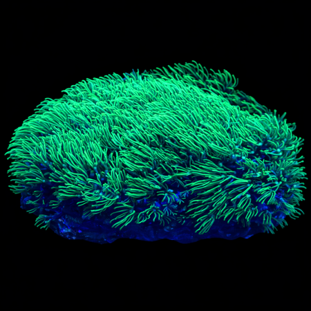 Pachyclavularia Violacea WYSIWYG (1770758476211)