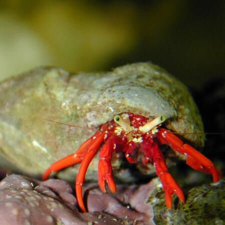 Paguristes cadenati (Caribbean)