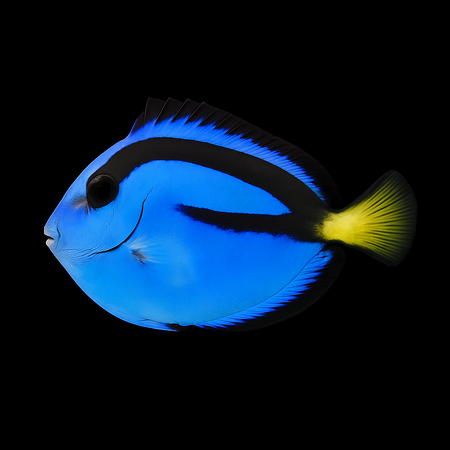 Paracanthurus hepatus - Tank Bred