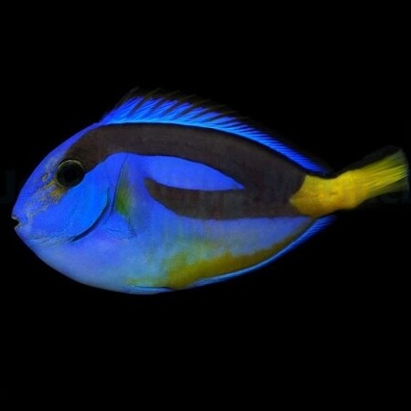 Paracanthurus hepatus (yellow belly)