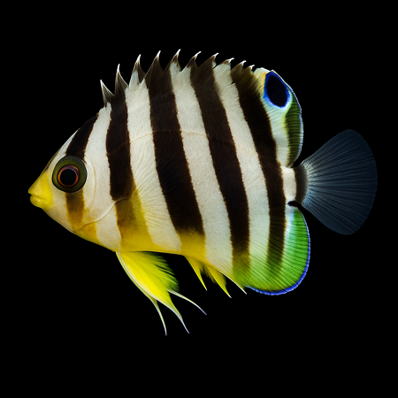Paracentropyge multifasciata - Tank Bred