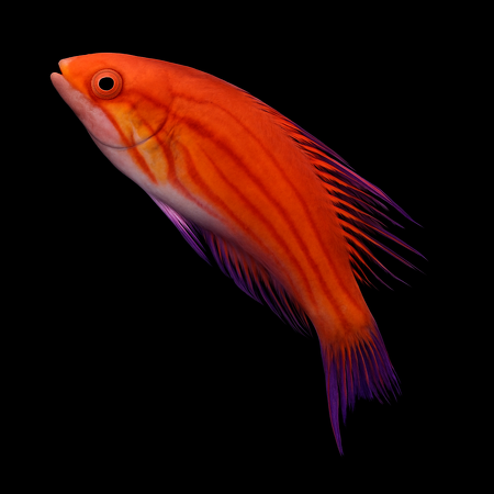 Paracheilinus filamentosus (Filamentous Wrasse)