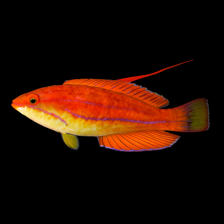 Paracheilinus flavianalis (Yellowfin Flasher Wrasse)