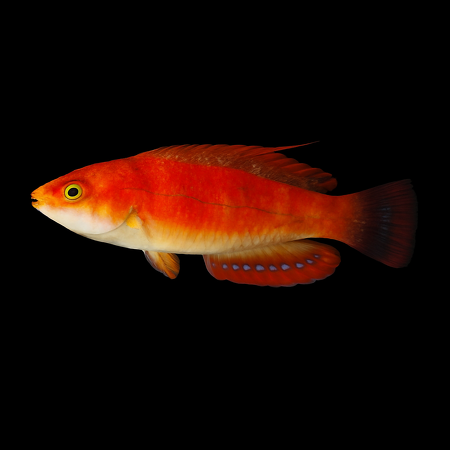 Paracheilinus mccoskeri (McCoskers flasher wrasse)