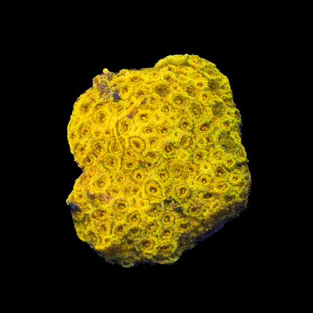 Pavona Orange Frag (Approx. 2-3 cm) WYSIWYG (1772912663538)