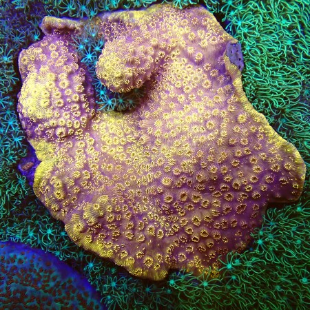 Pavona Ultra Orange WYSIWYG (1759517823667)