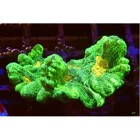 Pectinia Space Invaders WYSIWYG (1755803205762)