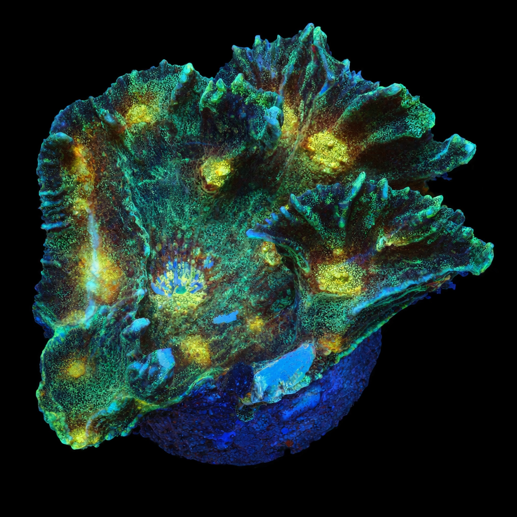Pectinia yellow eye L (Ong. 8-9 cm) WYSIWYG (1779735905969)