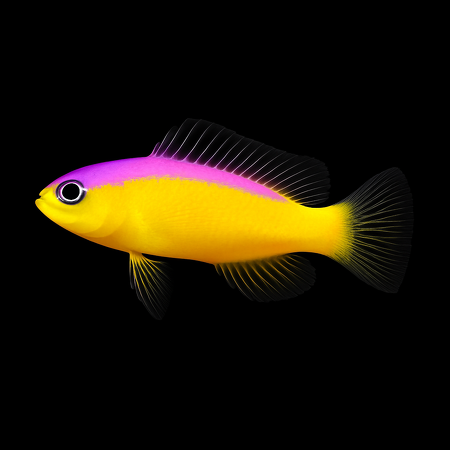 Pictichromis diadema (Diadem Dottyback)