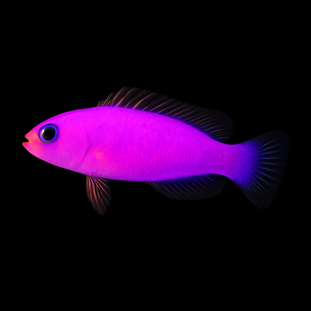 Pictichromis porphyrea (Strawberry Dottyback)