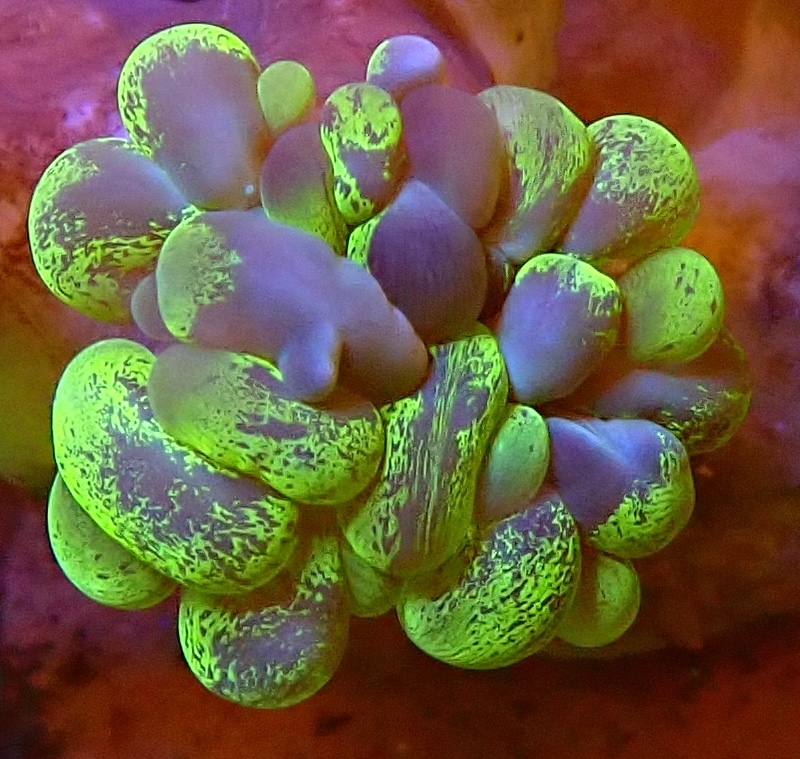 Plerogyra Sinuosa Grafted WYSIWYG (1757085736504)