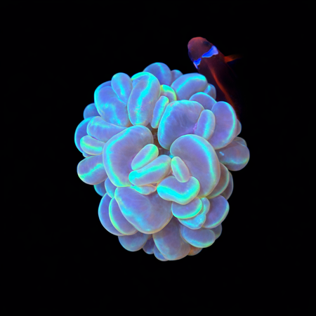 Plerogyra Sinuosa M (Approx. 6-7 cm) WYSIWYG (1783885315516)