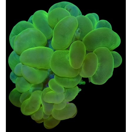 Plerogyra Sinuosa Ultra Green WYSIWYG (1752847250853)
