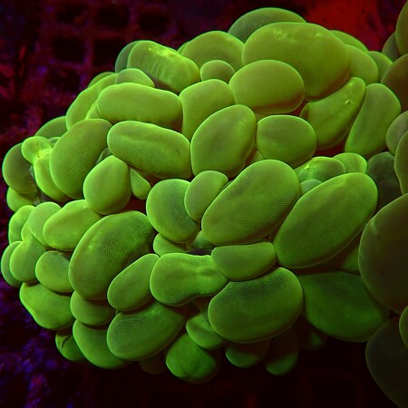 Plerogyra Sinuosa Ultra Green WYSIWYG (1757096570967)